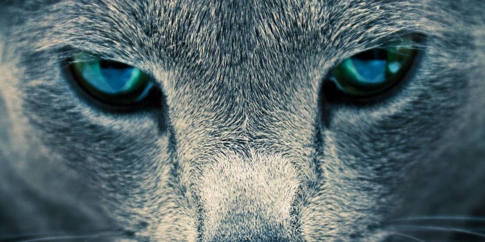 1920x1080 Beautiful animal wallpapers Gallery