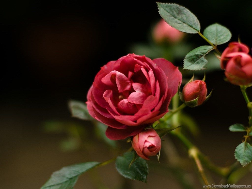1024x768 Dark Red Rose Wallpaper