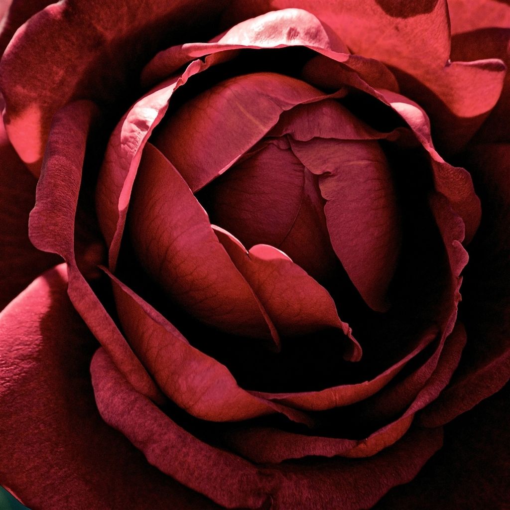 1024x1024 Beautiful Dark Red Rose Macro iPad Air Wallpapers Free Download