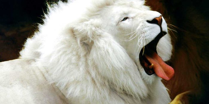 1024x768 Those Cute Animals - Sharenator