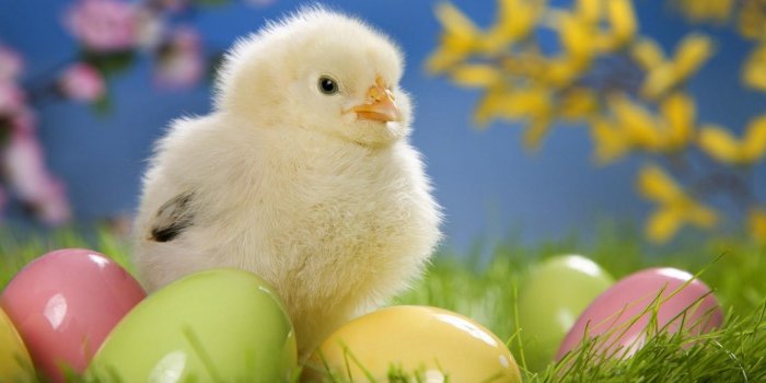 1600x900 Free animals wallpaper Gallery