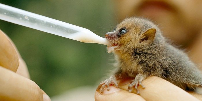 1024x768 Wallpaper Other: Mouse Lemur Cute Animal Wallpaper For Pc Free HD 16