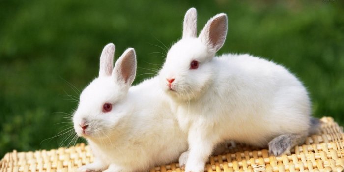 1920x1080 93+ Most Beautiful Wallpapers Of Animals - Most Beautiful Bird In