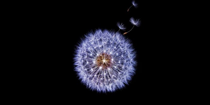 1332x850 Wallpaper dandelion, black background, Samsung Galaxy S9 Stock
