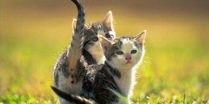 1024x768 Free download Beautiful Animal Wallpaper Gallery Most Beautiful