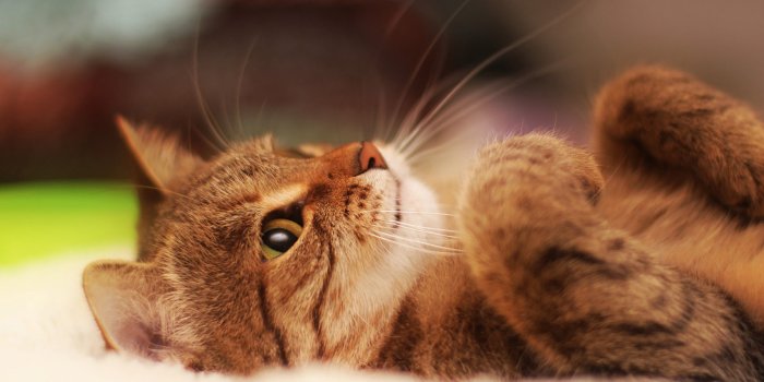 2560x1600 Animals | Great Atmosphere.