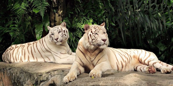 1920x1080 HDQ Images Collection of Animals Tiger: Mitch Mccart