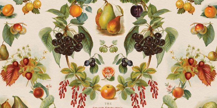 1100x1318 The Fruit Growers Guide Wallpaper • Kitchen Design • Milton & King AUS
