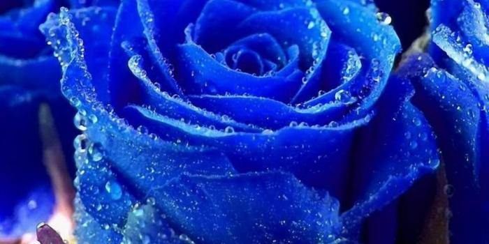 1920x1080 Blue Rose Wallpaper HD