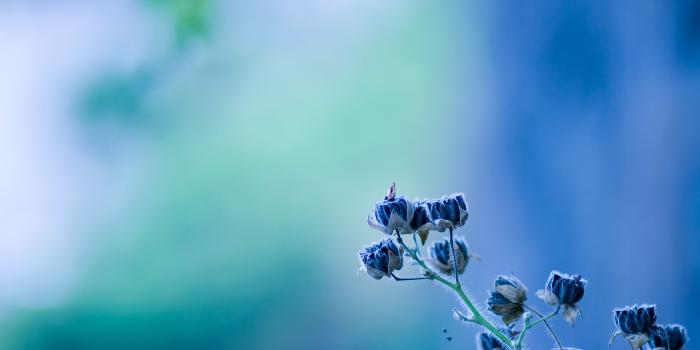 1920x1200 Rare Flowers Wallpapers | HD Wallpapers | ID #9000