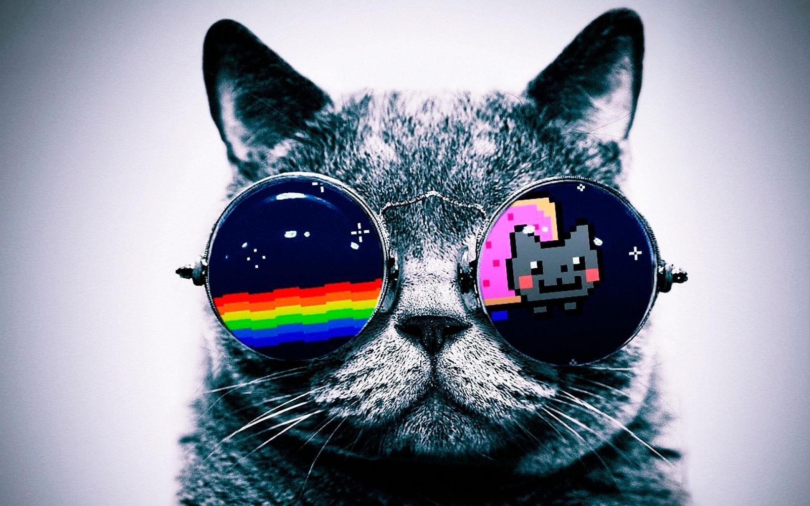 1920x1200 Hipster Cat Wallpapers - Top Free Hipster Cat Backgrounds