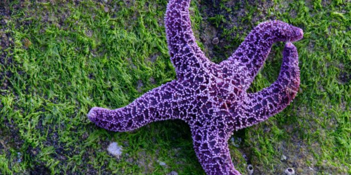 1600x1200 Sea Star Wallpaper Free HD Backgrounds Images Pictures