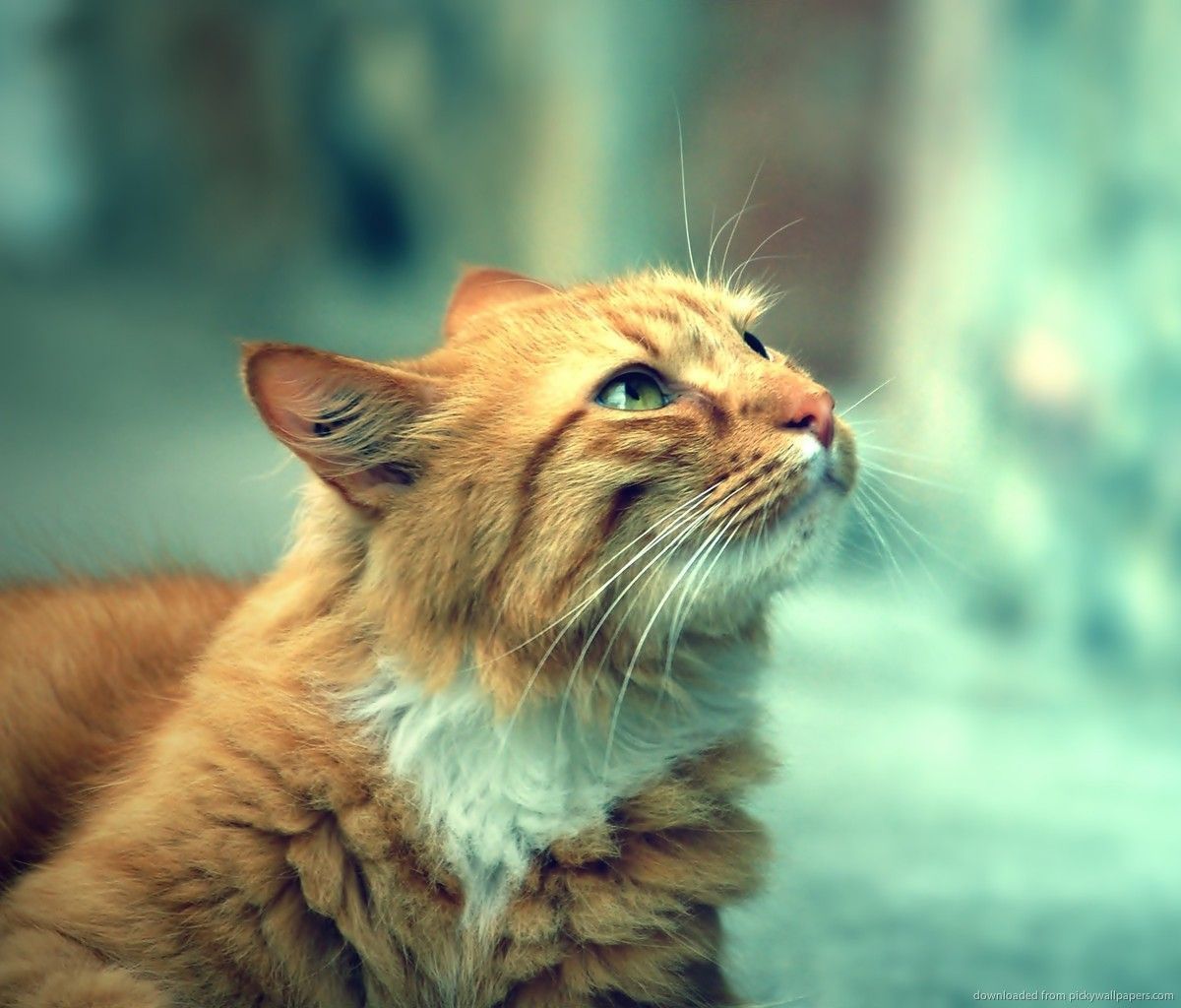 1200x1024 Download Hipster Filter Cat Wallpaper For Samsung Galaxy Tab | Cats