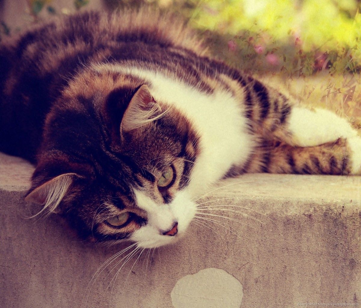 1200x1024 1200x1024px Galaxy Cat Wallpaper - WallpaperSafari