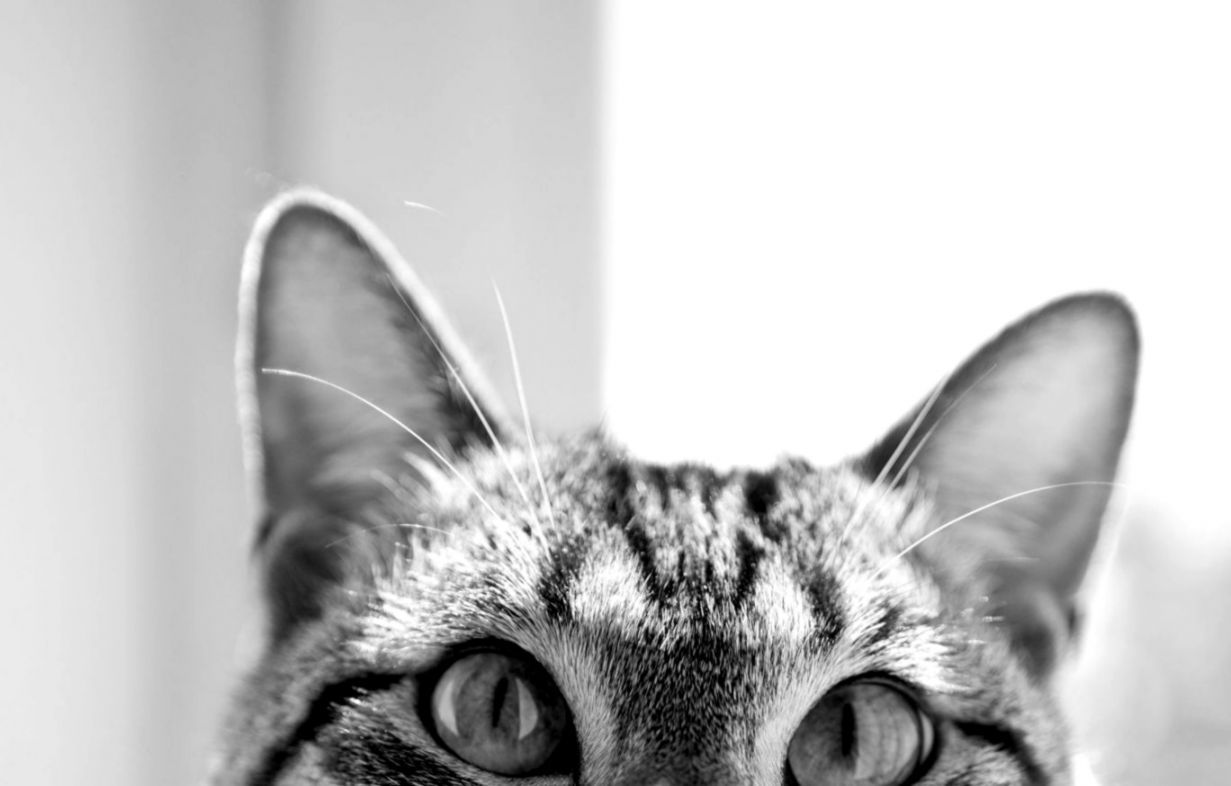 1231x786 Hipster Cat Wallpaper Tumblr | Wallpapers Awards