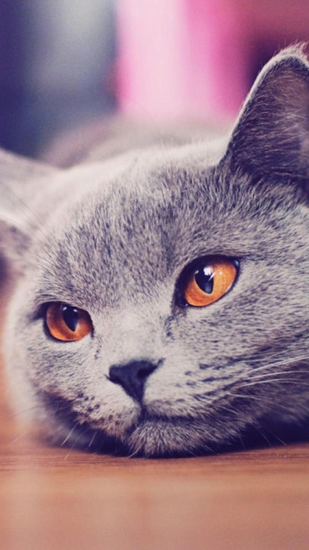 1080x1920 47+] Galaxy Cat Wallpaper on WallpaperSafari