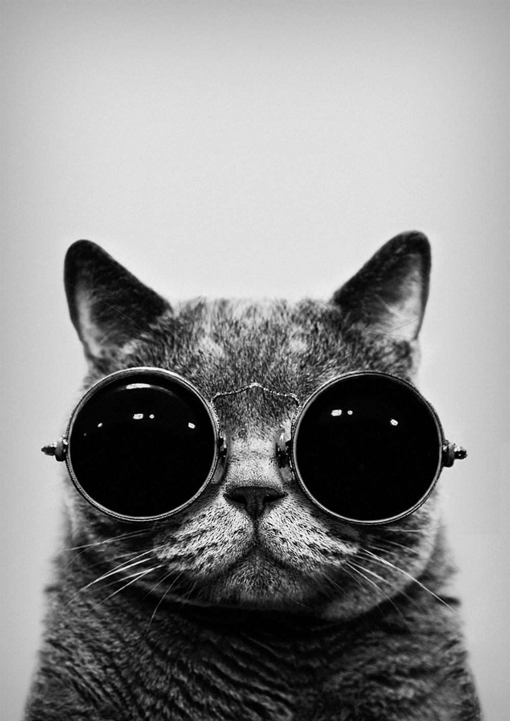 1000x1414 Black #White | Black & White ☯ in 2019 | Hipster wallpaper, Cat