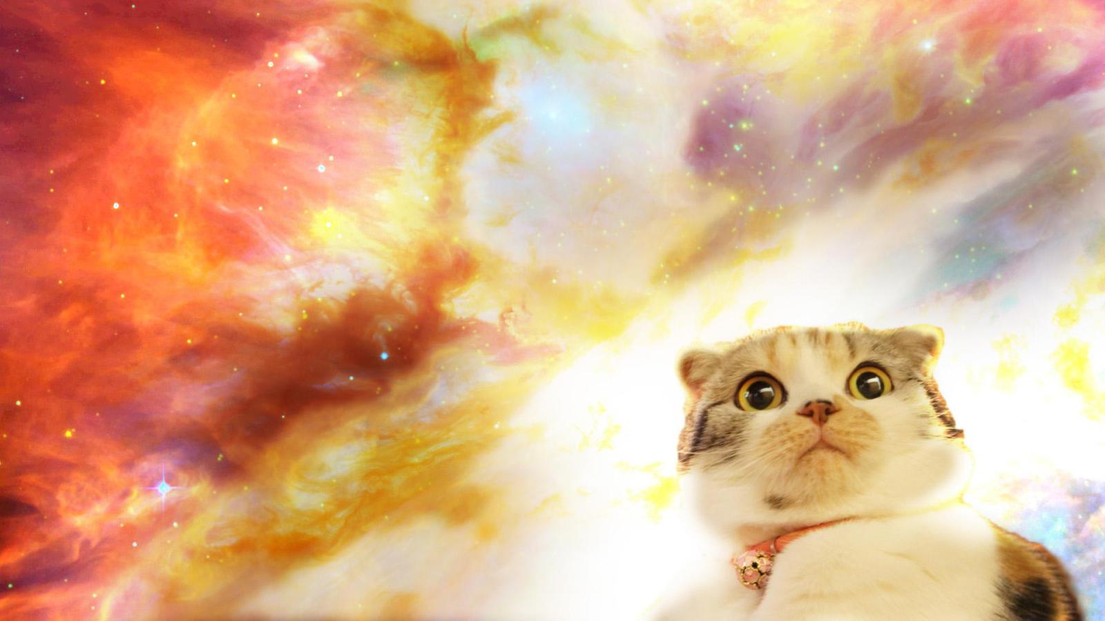 1920x1080 Cat Hipster Collage Wallpapers - Top Free Cat Hipster Collage