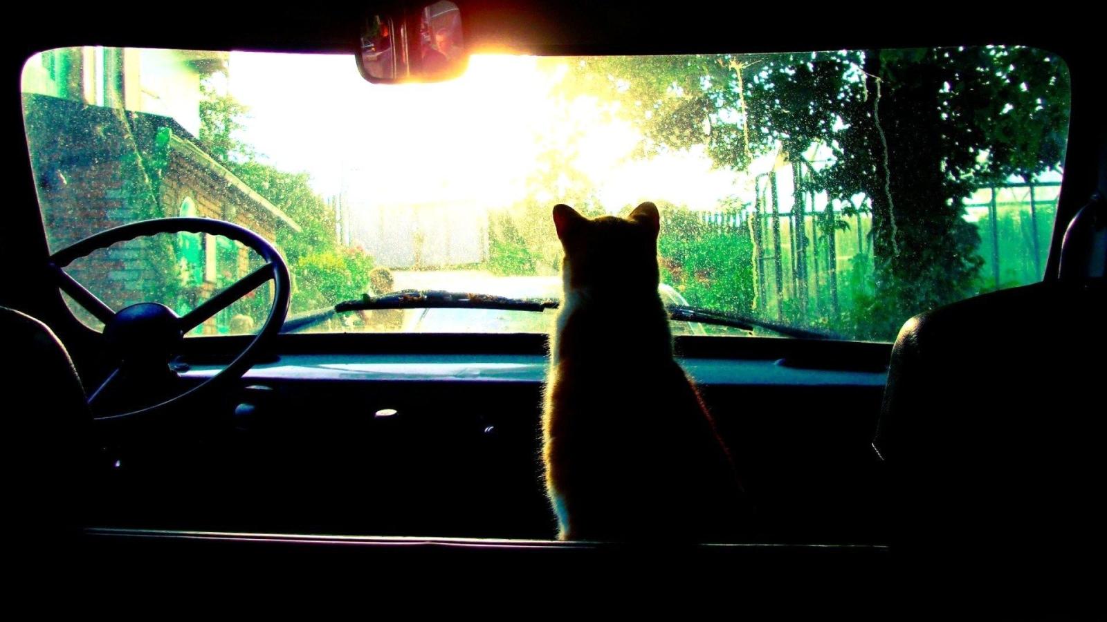 1920x1080 Wallpaper 1920x1080 Tumblr Avec Galaxy Qygjxz Et Hipster Cat - Litle