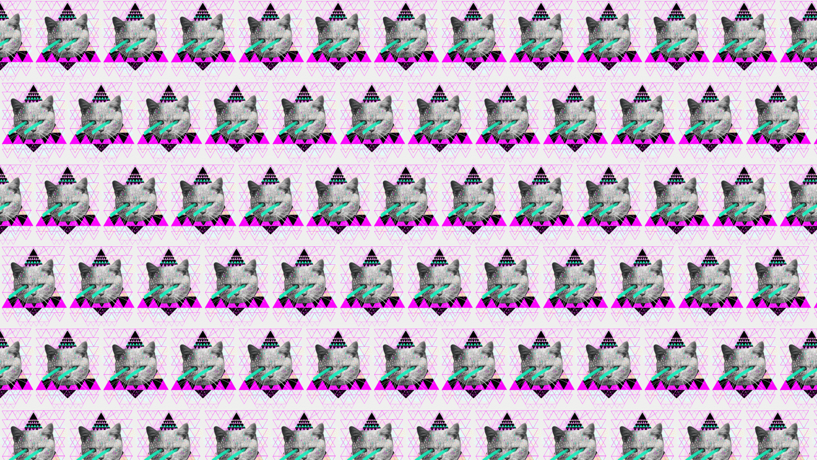 2560x1440 New Hipster Cat Wallpaper • dodskypict