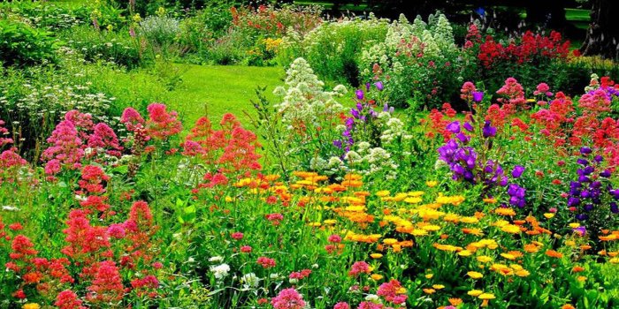 1920x1200 Free download colorful beautiful flower garden wallpapers 1920x1200