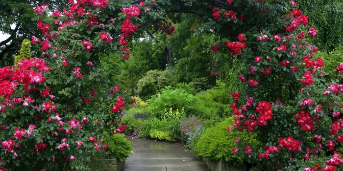 1920x1080 Rose Garden Wallpapers For Iphone For Desktop Wallpaper 1920 x 1080