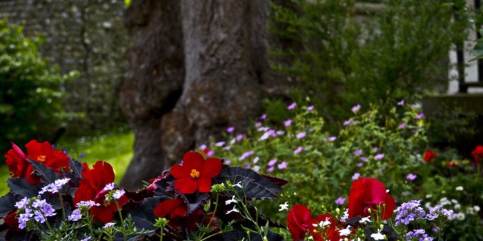 1600x1035 Flower Flowers English Tree Nature Garden Wallpapers - English