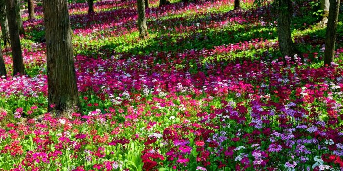 1920x1080 Beautiful Flowers Garden House Ideas Also Flower Picture Gardens