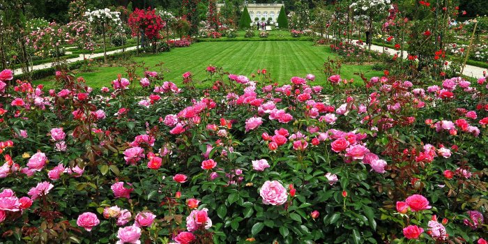 3200x1800 English Rose Garden HD Wallpaper | Background Image | 3200x1800 | ID