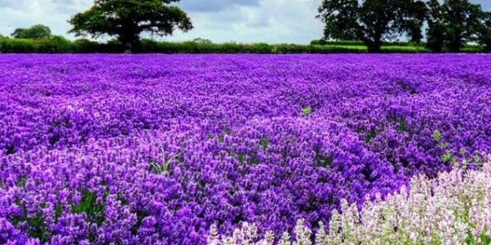 1080x1920 Nature Lavender Flower Filed Garden iPhone 8 Wallpapers Free Download