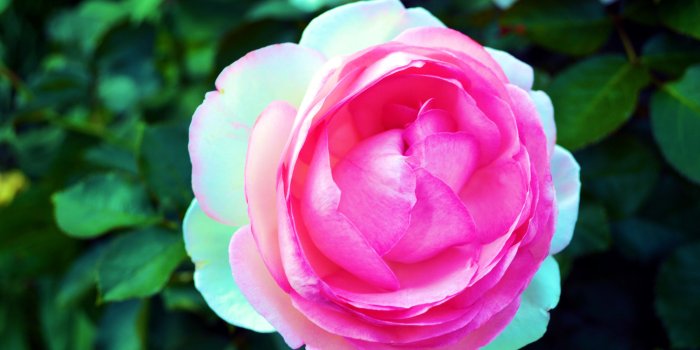 4928x3264 Flower: Summer Garden English Leaves Rose Blossom Flower Wallpaper