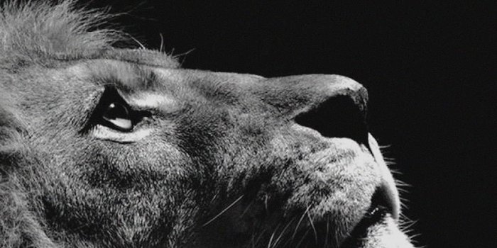 1242x2208 74+ Lion Iphone Wallpapers on WallpaperPlay