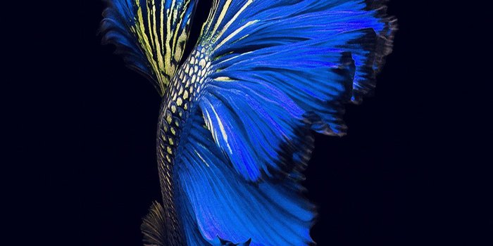1242x2208 Apple Ios9 Fish Live Background Dark Blue Android Wallpaper - Iphone