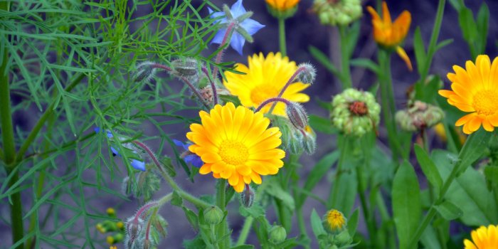 3840x2560 3115098 beautiful, borage, botanica, bud, calendula, colorful, dacha