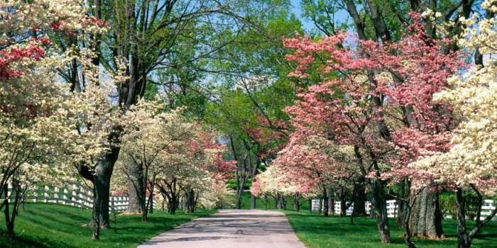 1024x768 Spring garden wallpaper Gallery