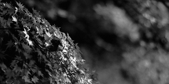 750x1334 JAPANESE MAPLE TREE FALL NATURE BLACK AND WHITE WALLPAPER HD IPHONE