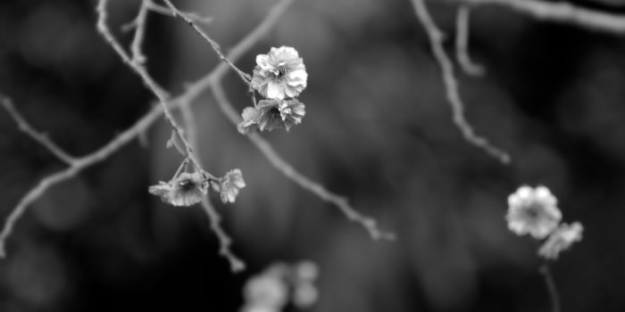 2560x1600 Japanese Garden Black And White ❤ 4K HD Desktop Wallpaper for 4K