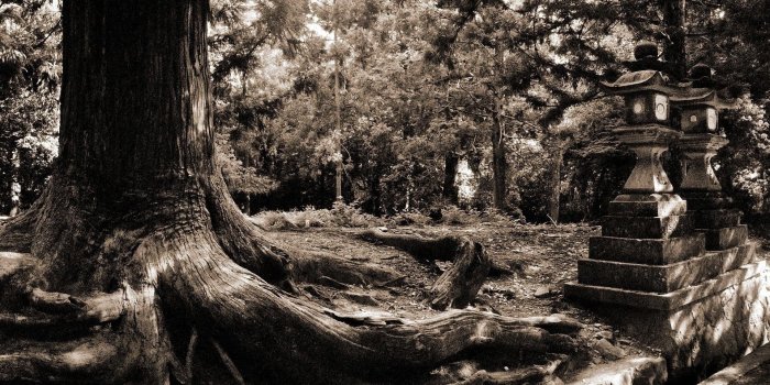 1920x1200 3383193 Garden, Japanese, Tree, Trunk, Roots, Mighty, Century, Black