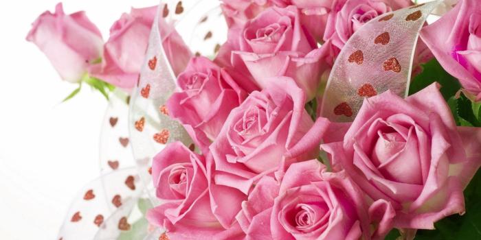 1920x1200 60+ Rose Flowers Wallpapers on WallpaperPlay