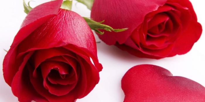 1024x768 Beautiful Rose Flowers Wallpapers