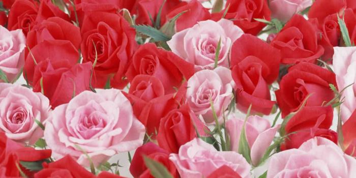 1280x1024 Beautiful Rose Flowers Wallpapers