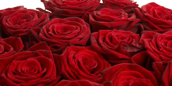 2560x1600 Beautiful Rose Flower Images | Rose Pictures