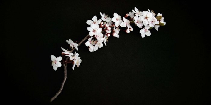 3000x2000 3065759 bloom, blooming, blossom, blossoming, branch, bud, cherry