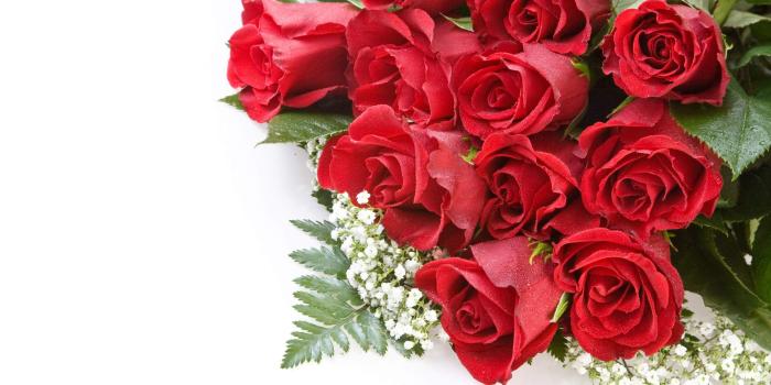 2560x1600 Rose Flowers wallpaper | 2560x1600 | #38195