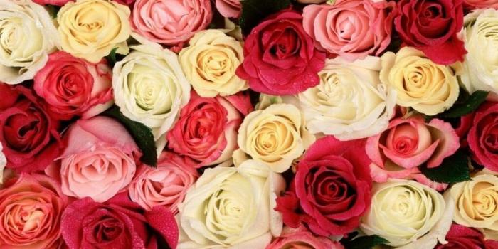 1024x768 Beautiful Rose Flowers Wallpapers - Beautiful Wallpapers Of Flowers