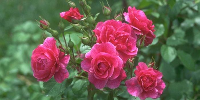 1800x1228 Beautiful Rose Flower Wallpaper - Natural Rose Flowers Images Hd