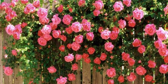 1200x900 Roses flowers wallpaper Gallery