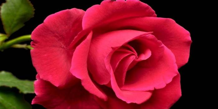 1344x816 Red Sweet Beautiful Nature Flowers Rose Flower Wallpaper - Nature