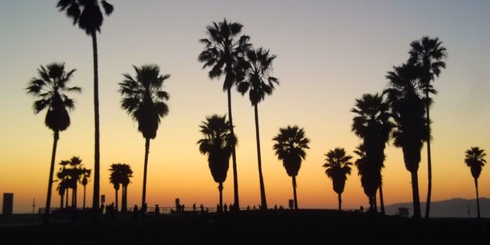 1848x1386 55+ Los Angeles Palm Trees Wallpapers - Download at WallpaperBro