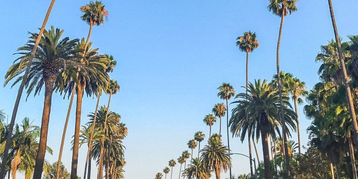 1514x1514 Free stock photo of la, palm, palm trees